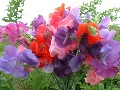 Picture of Sweet Pea Mixes - Bouquet Mixture